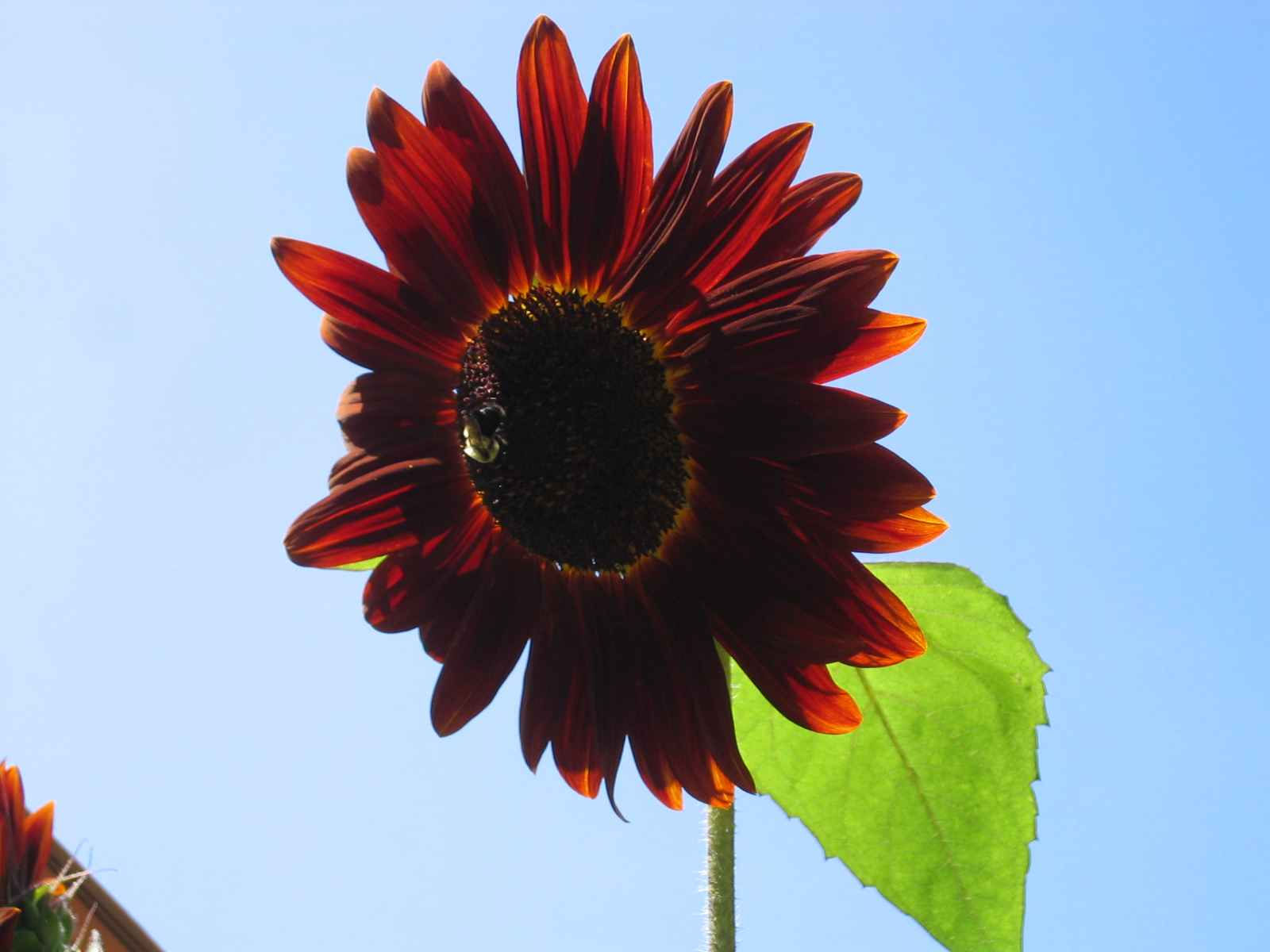 Helianthus Annus - Chocolate Cherry Sunflower seed red brown burgundy flowers