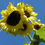 Thumbnail: Helianthus Annus - Lemon Queen seed yellow flowers with dark centers