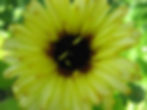 Calendula Officinalis - Pacific Beauty Calendula Mix seed orange flowers yellow flowers