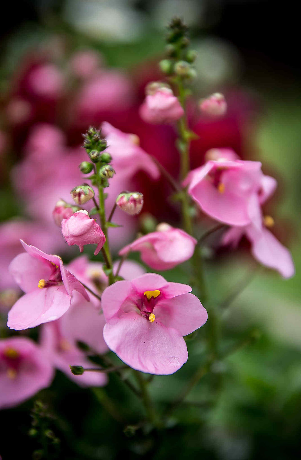 Diascia Barberae - Pink Queen seed pink flowers