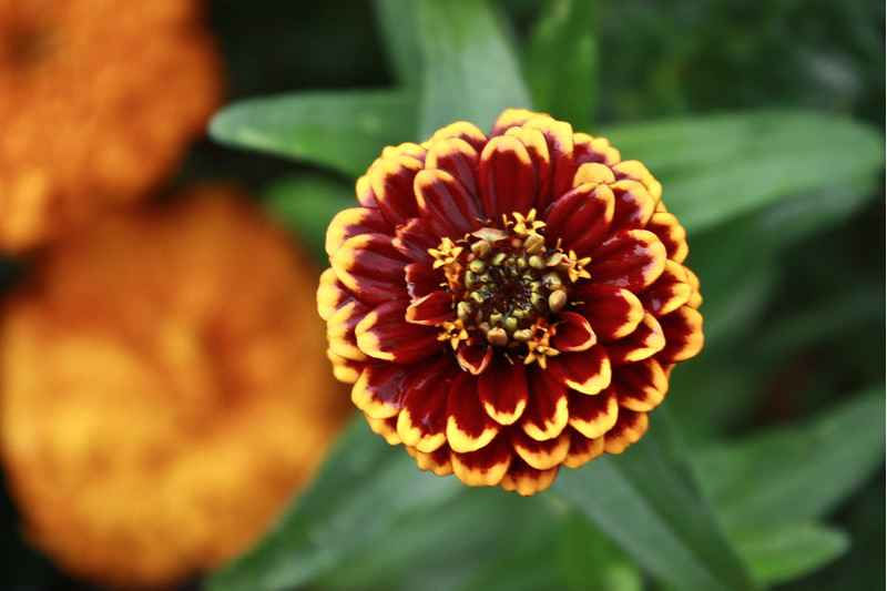 Thumbnail: Zinnia Haageana - Persian Carpet