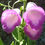 Thumbnail: Digitalis Thapsi - Spanish Peaks seed dark pink flowers