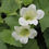 Thumbnail: Matthiola Incana - Ten Week White