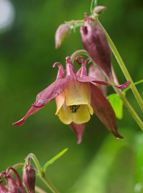 Aquilegia buergeriana seed | AwesomeBlossomPlants