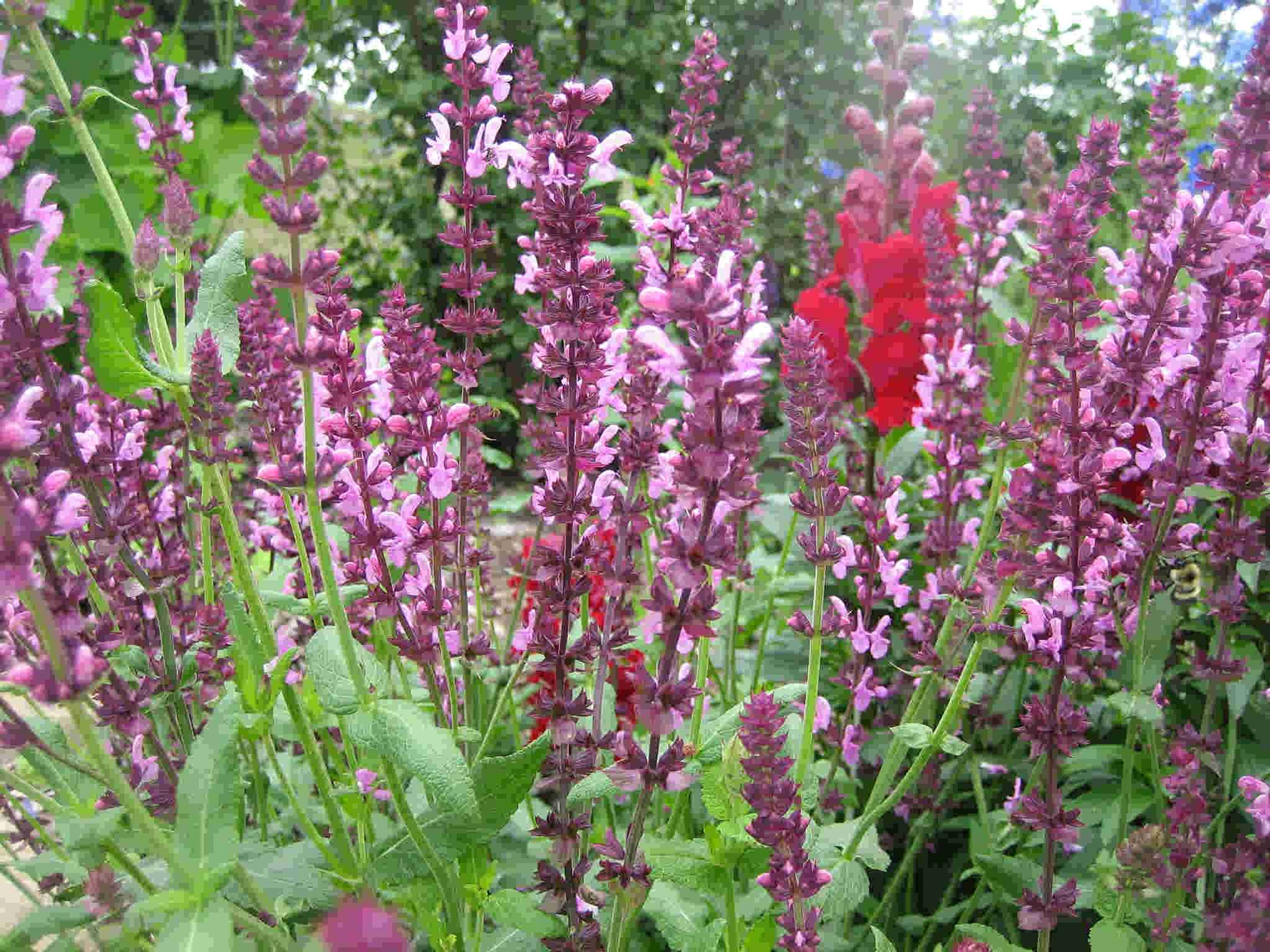 Salvia Nemorosa Rosakonigin