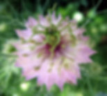 Nigella Damascena - Love in the mist - Jewels Rose