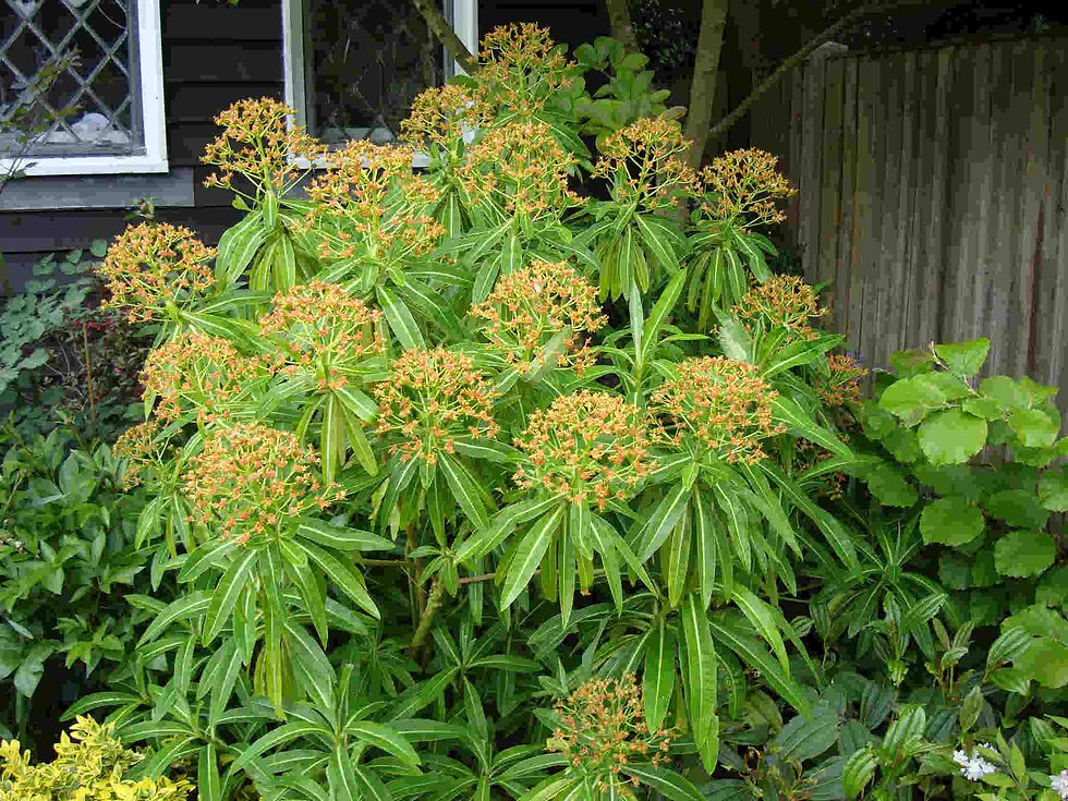 Thumbnail: Euphorbia Mellifera - Honey Spurge seed green flowers with red centers