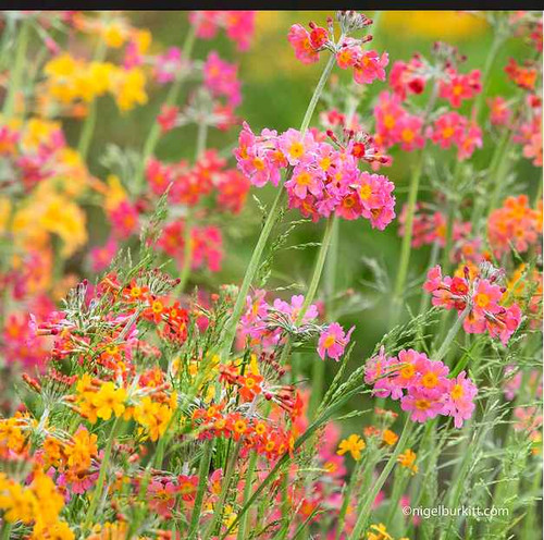Primula Candelabra - Rainbow Mix Seed | Awesome Blossom Plants