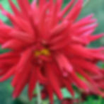 Dahlia Variabilis - Cactus Mix  seed red flowers