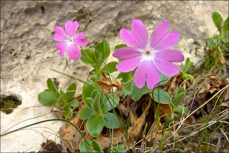 Primula Viscosa seed pink purple flowers