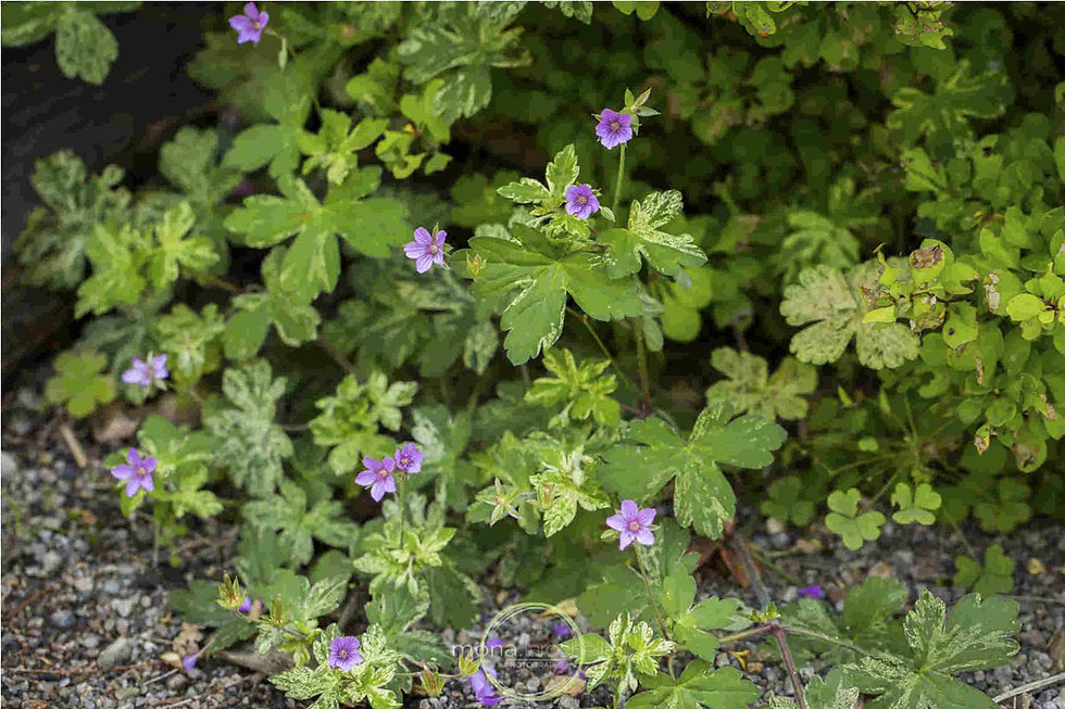 Thumbnail: Geranium Yoshinoi seed pink purple flowers with dark veins