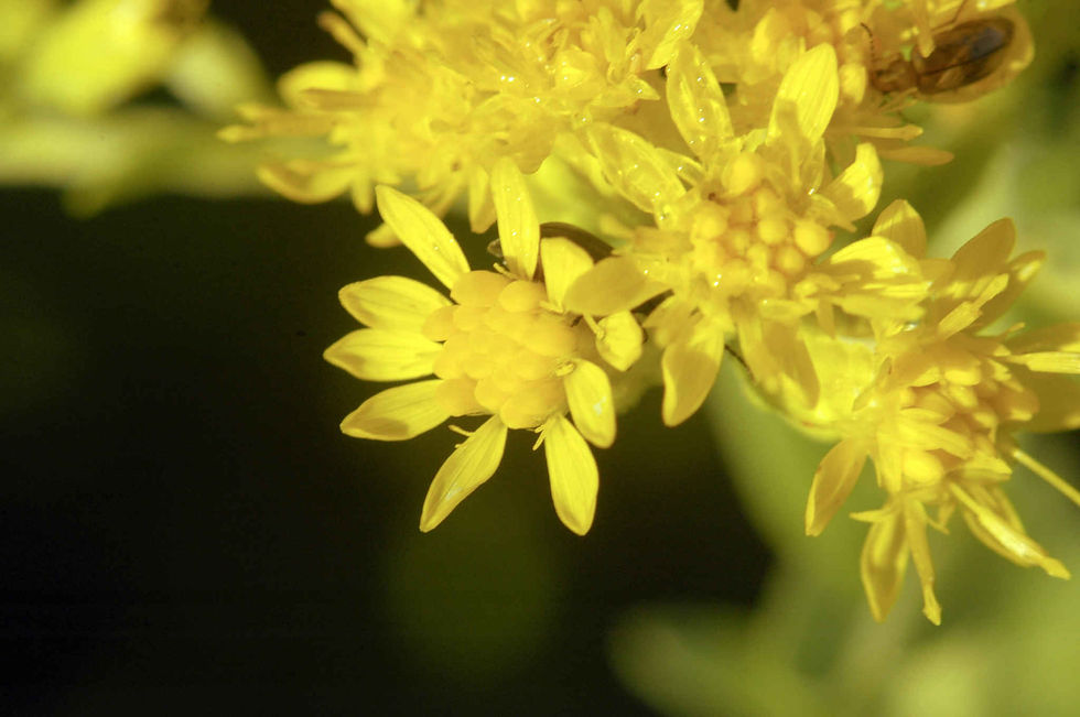 Solidago Rigida - Stiff Goldenrod