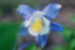 Aquilegia Caerulea - Blue Star seed blue and purple aquilegia flowers with white centers