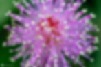 Thumbnail: Mimosa Pudica - Sensitive Plant