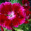 Thumbnail: Dianthus Barbatus - Oeschberg seed red pink purple flowers