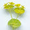 Thumbnail: Euphorbia Robbiae - Wood Spurge seed