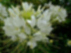 Cleome Hassleriana - Spider Plant seed white flowers
