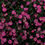 Thumbnail: Gypsophila Elegans – Crimson seed pink red flowers