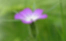 Agrostemma Githago - Purple Queen seed purple agrostemma flowers