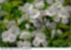 Thumbnail: Astrantia Major The Great Masterwort Seed pink astrantia flowers white astrantia flowers