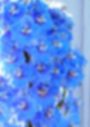 Delphinium Consolida - Imperial Rocket Larkspur seed blue flowers