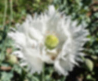 poppy papaver somniferum white poppy flowers poppy flower seeds