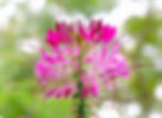 Cleome Hassleriana Color Mix seed different colored cleome flowers