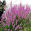 Thumbnail: Lythrum Salicaria - Happy Lights seed purple flowers