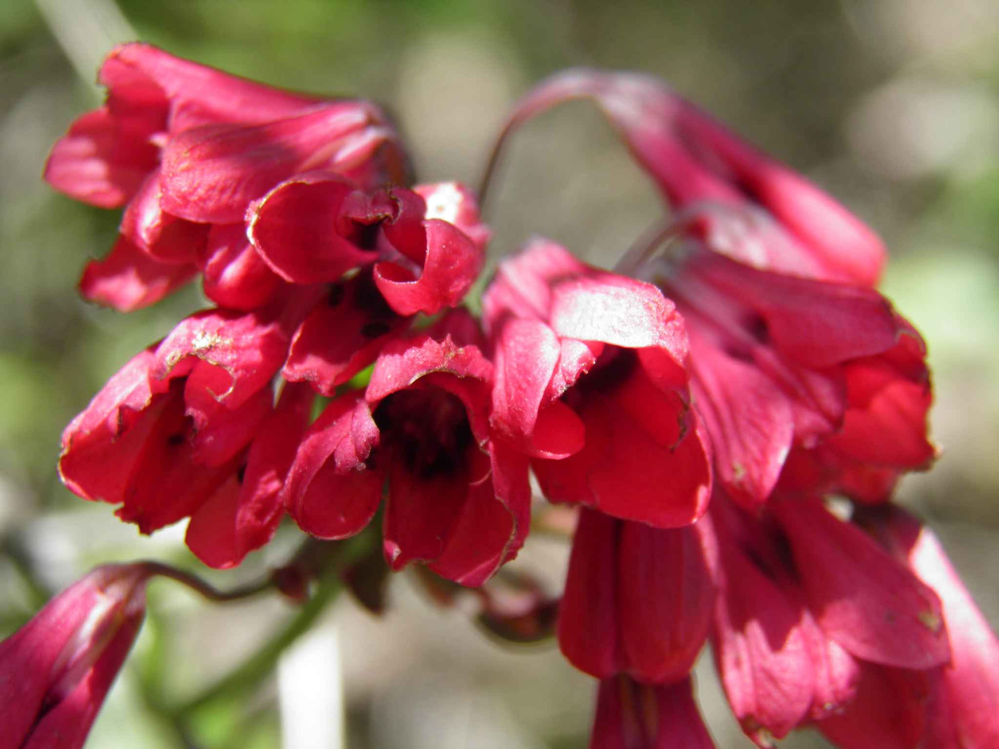 Bomarea Salsilla - Princess Lily  seed red flowers