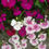Thumbnail: Dianthus Barbatus Nanus – Dwarf Sweet William seed white flowers with pink red centers