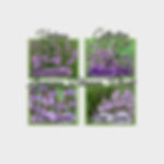 Pick a 4 Pack of Verbena