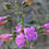 Thumbnail: Penstemon Richardsonii seed pink flowers