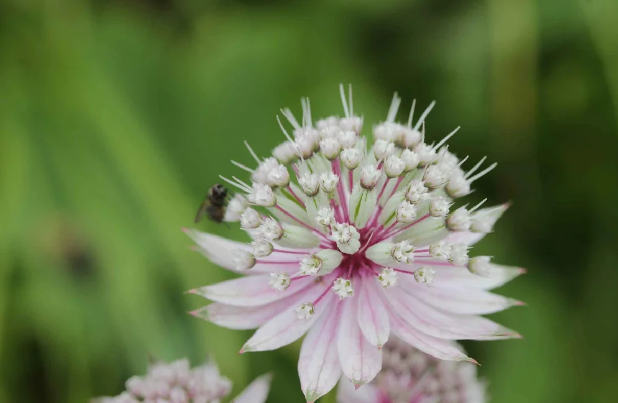 Pick A 4 Pack of Astrantia seed pink astrantia flowers red astrantia flowers white flowers yellow flowers