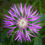 Thumbnail: Centaurea Jacea seed pink centaurea flowers purple centaurea flowers