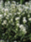 Thumbnail: Campanula Glomerata - Alba seed white campanula flowers