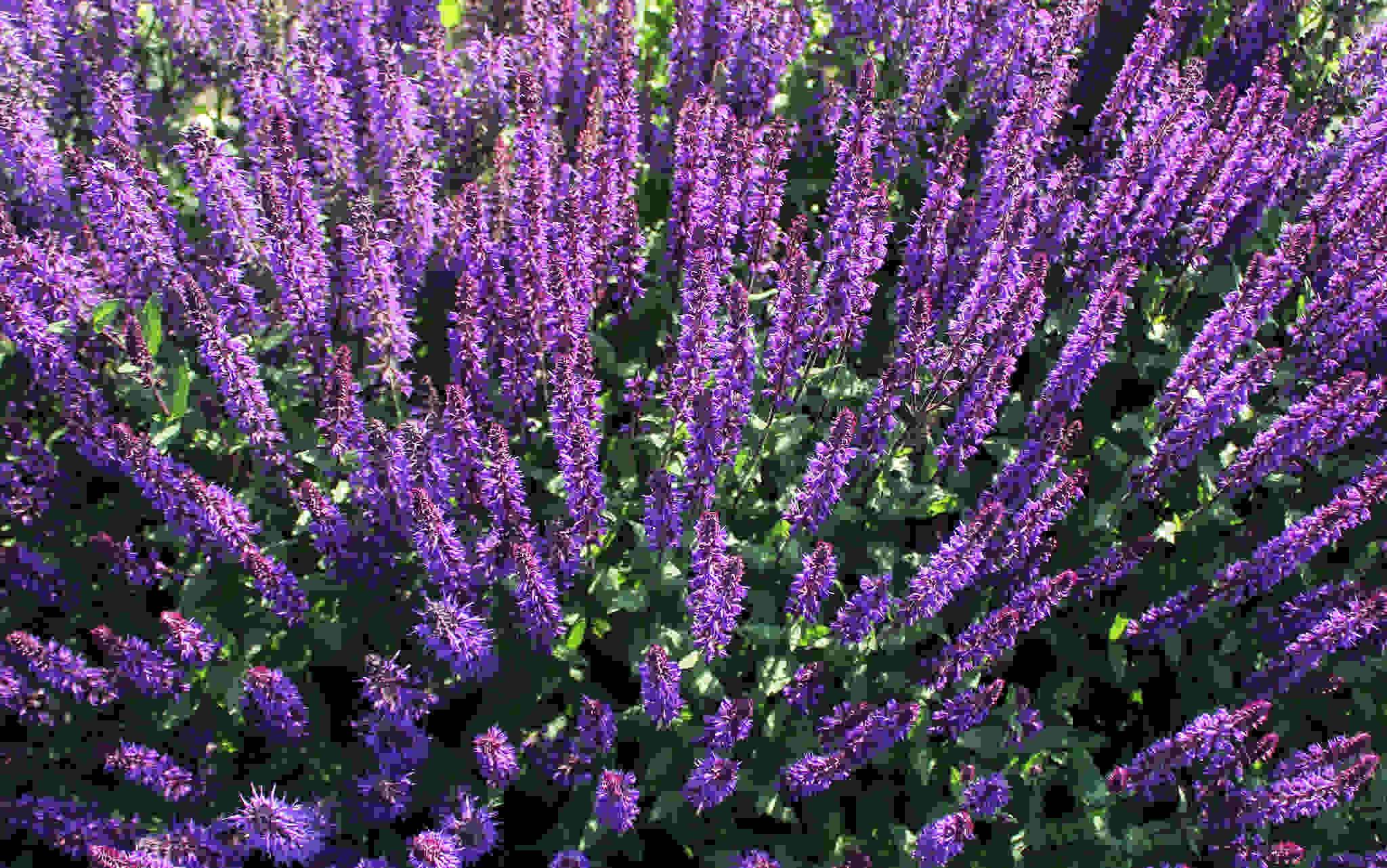 Salvia Nemorosa - Indigo Woodland Sage