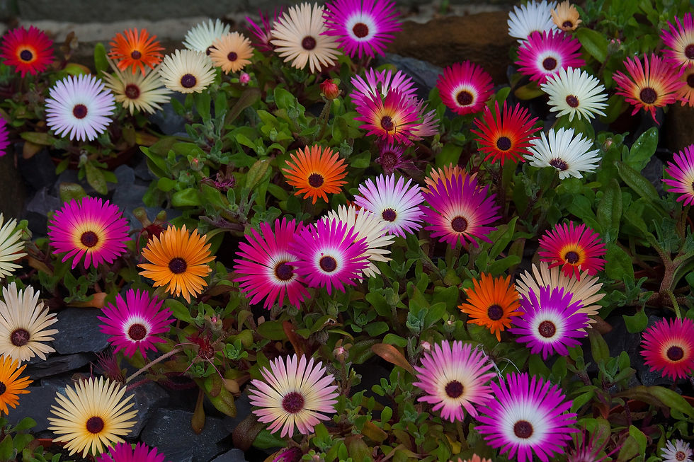 Thumbnail: Dorotheanthus Bellidiformis – Livingstone Daisy seed different colored flowers