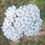 Thumbnail: Achillea Millefolium - White Yarrow seed white achillea flowers