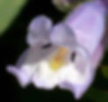 Penstemon Hirsutus - Hairy Beardtongue seed purple flowers with white and yellow centers