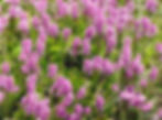 Bruckenthalia Spiculifolia seed purple flowers pink flowers