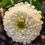 Thumbnail: Zinnia Elegans – Polar Bear