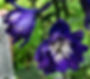 Thumbnail: Delphinium Cultorum - King Arthur seed purple flowers