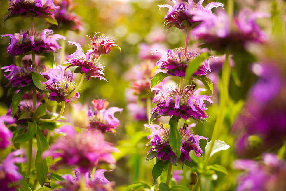 Thumbnail: Monarda citriodora - Lemon Mint