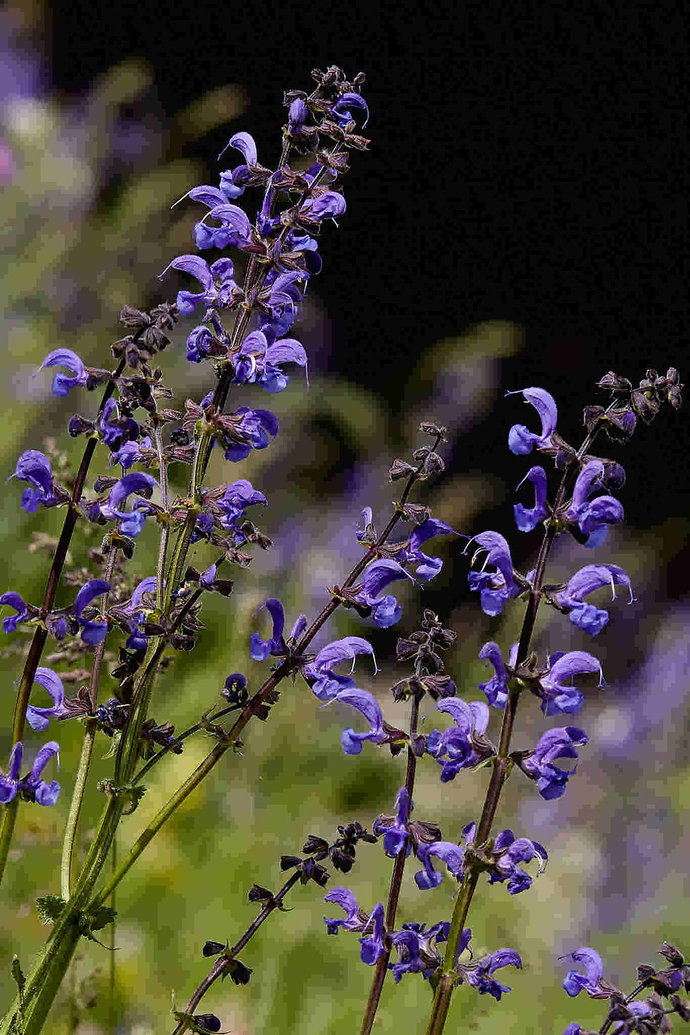 Thumbnail: Salvia Pratensis - Meadow Cleary