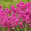 Thumbnail: Lychnis viscaria - Sticky Catchfly seed pink flowers