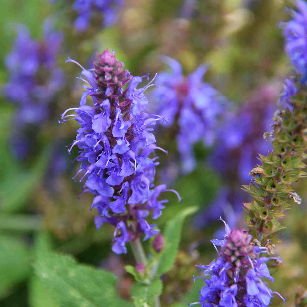 Hyssopus Officinalis - Hyssop seed purple flowers