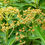Thumbnail: Euphorbia Mellifera - Honey Spurge seed green flowers with red centers