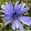 Thumbnail: Cichorium Intybus - Chicory seed purple flowers blue flowers