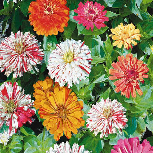 Zinnia heirloom - Candy Stripe seed | AwesomeBlossomPlants