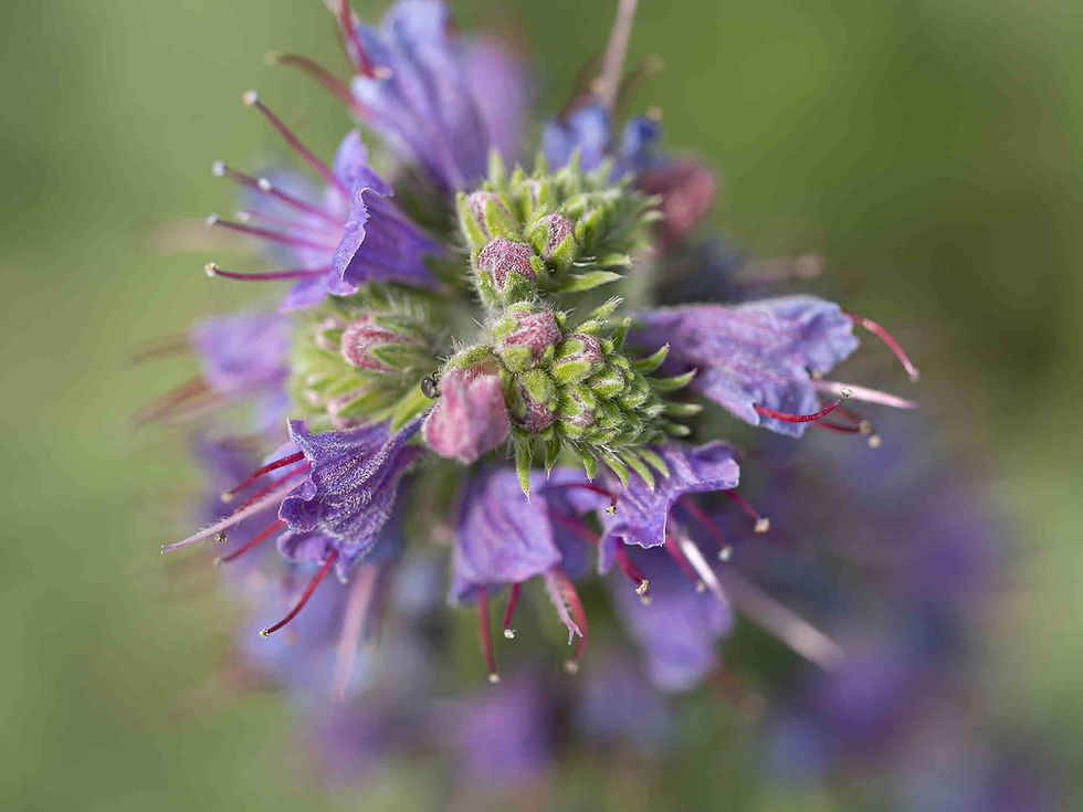Thumbnail: Echium Vulgare – Blueweed  seed purple flowers